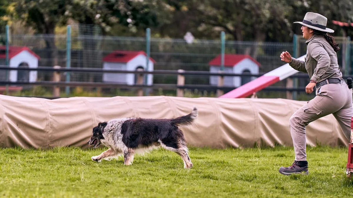 Addestramento di un Cane con Lunga da Traccia Addestratore che lavora con un cane in un grande spazio aperto
