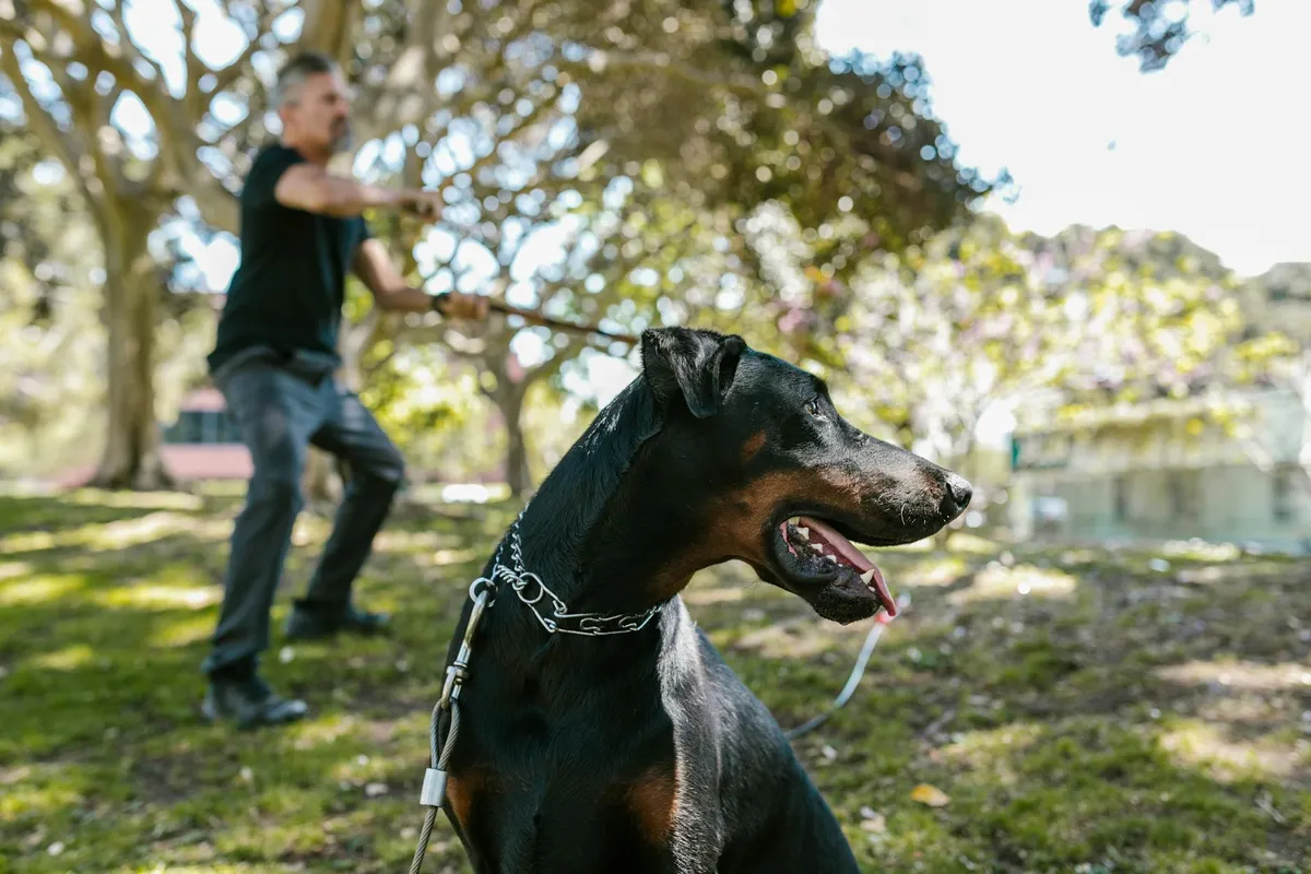 Walking Dog with Leather Leash Dog walking with leather leash in park