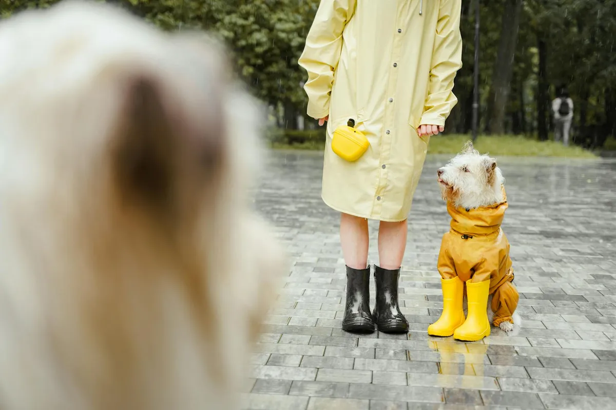 Cane Avventuroso con Collare Impermeabile Cane che gioca con un collare impermeabile in una pozzanghera