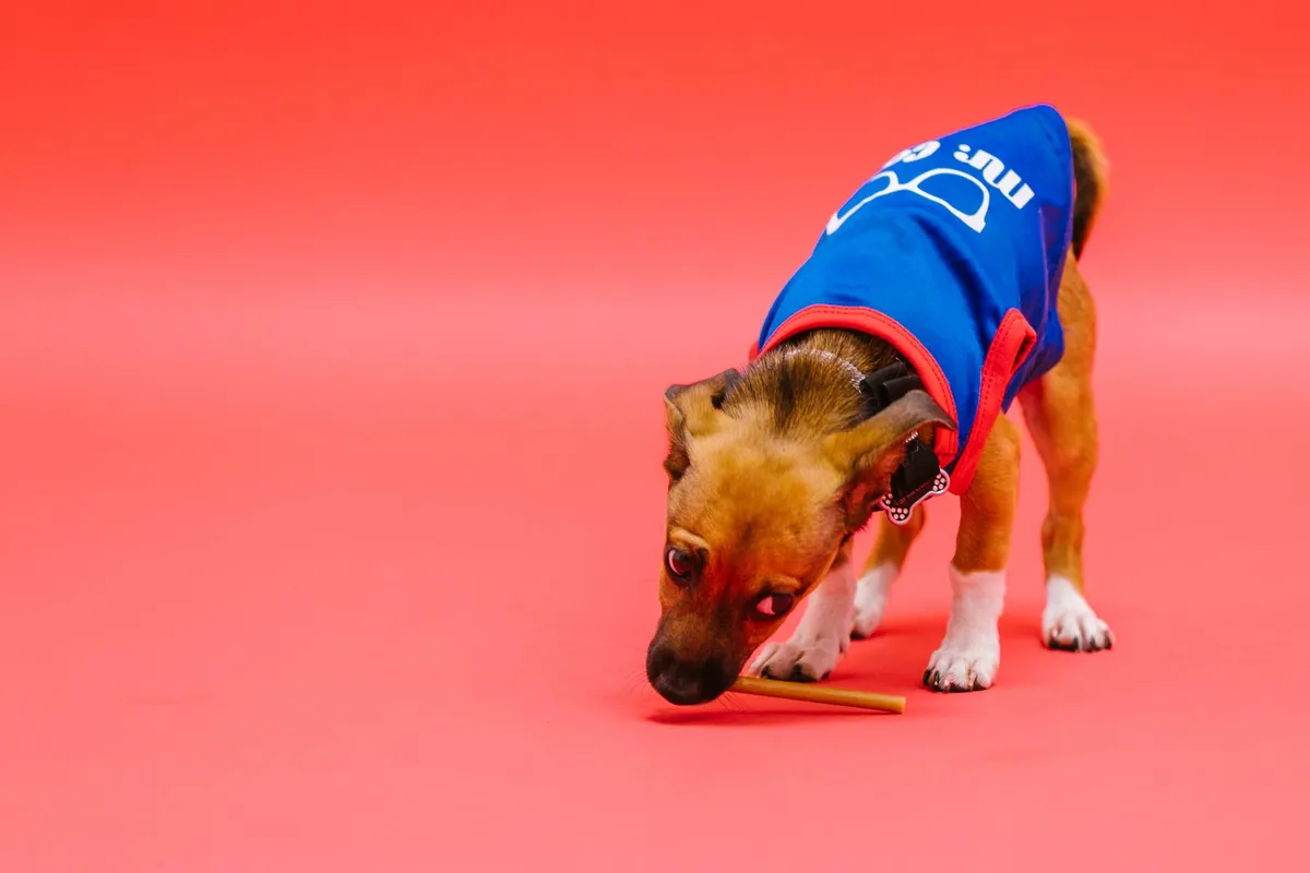 Cane in Maglietta Modaiola Cane che gioca con una maglietta alla moda