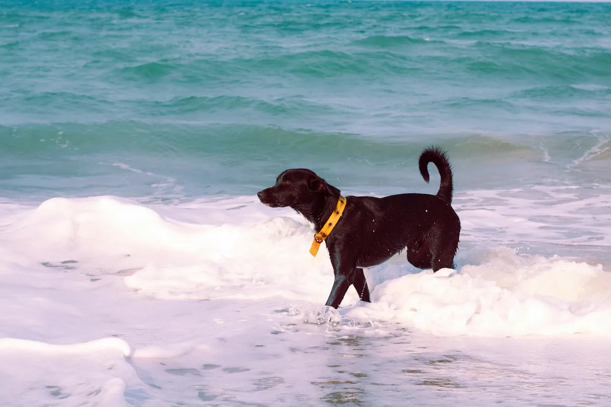 Cane con Collare Biothane Dog with Biothane collar in outdoor settings