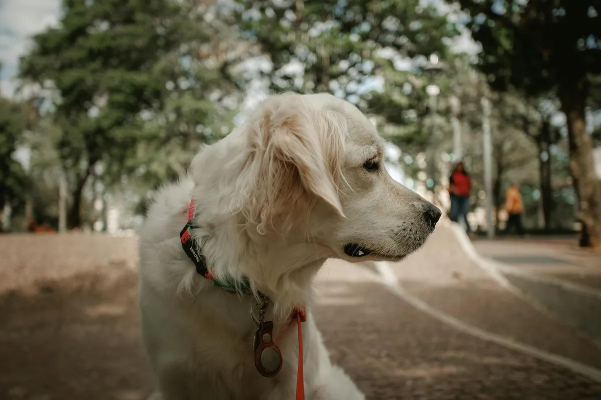 High-Tech Dog Collar A dog wearing a modern GPS collar in a park
