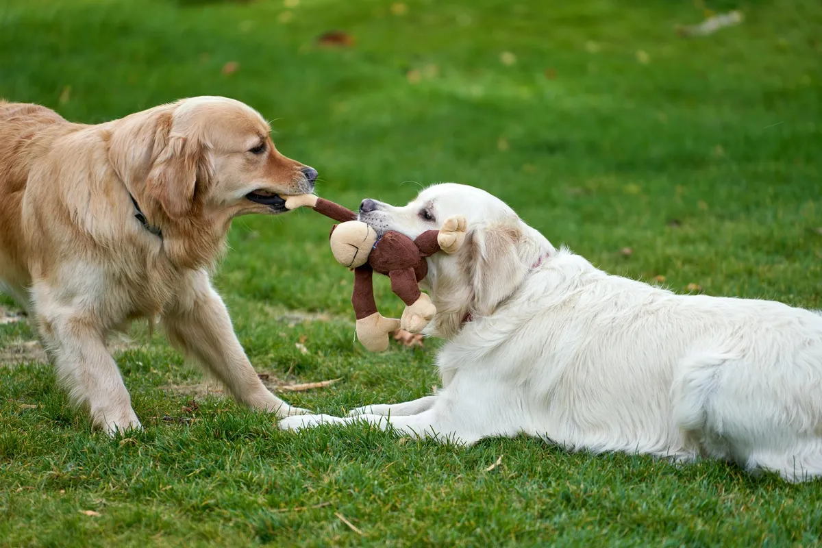 Cani in socializzazione al parco Cani felici che giocano in un parco