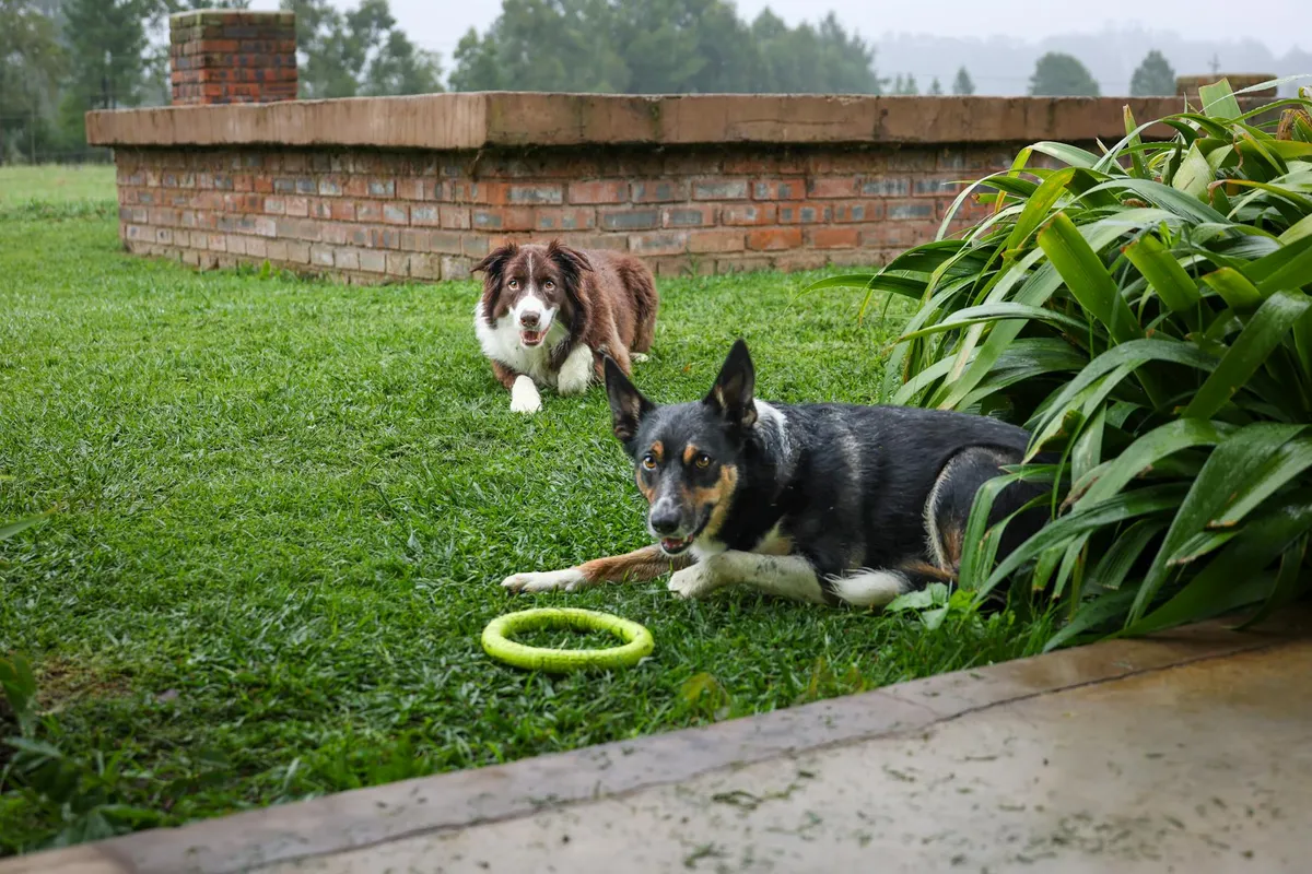Cani e Giocattoli di Addestramento Cani che giocano con giocattoli di addestramento