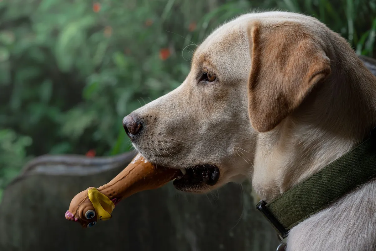 Eco-Friendly Dog Accessories Eco-friendly dog accessories on wooden table