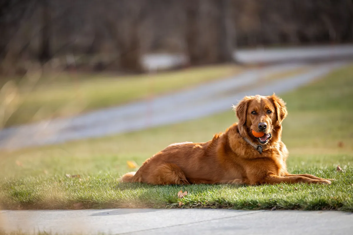 Eco-Friendly Dog Toys Variety of eco-friendly dog toys