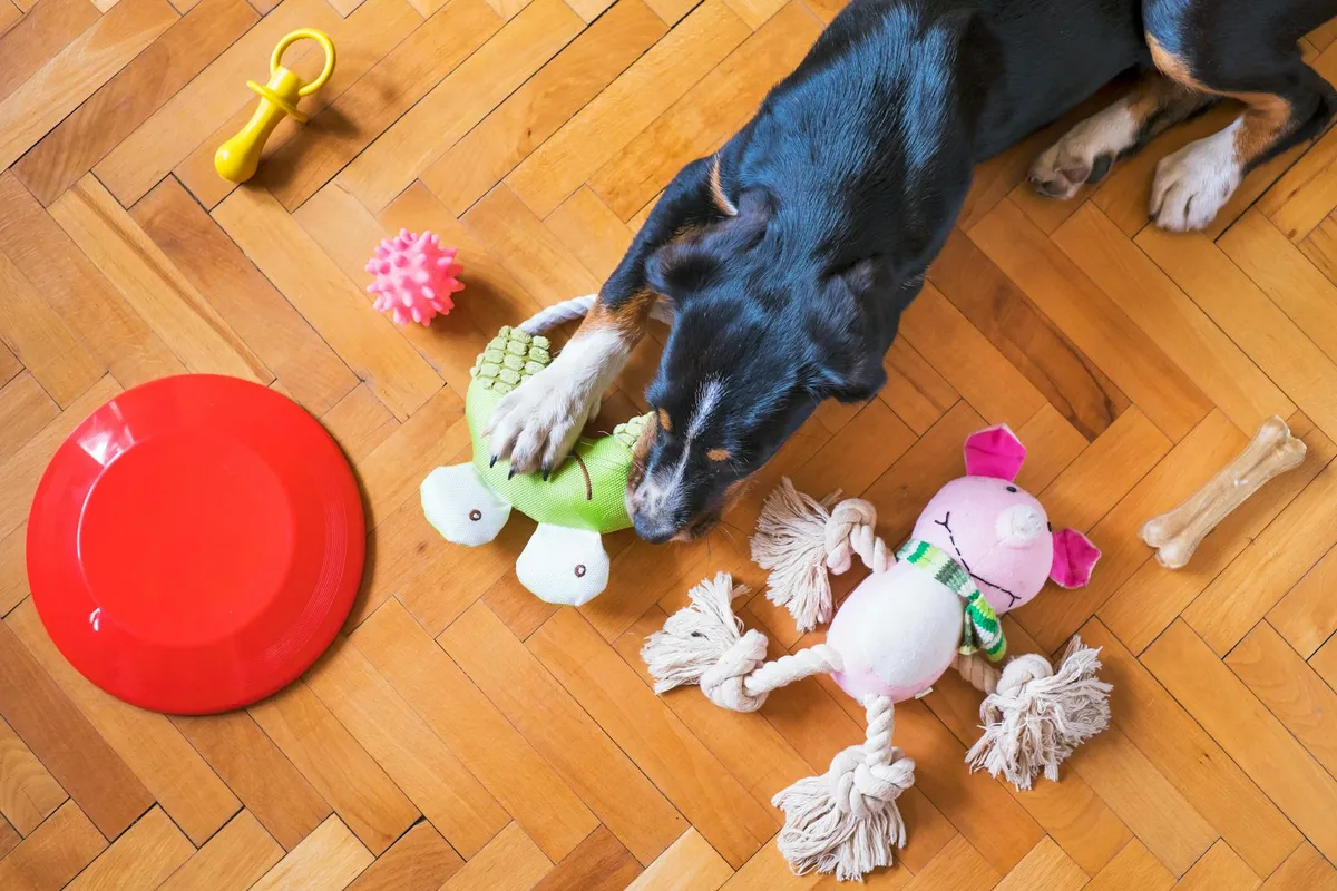 Varie tipologie di giocattoli educativi Vario assortimento di giocattoli educativi per cani