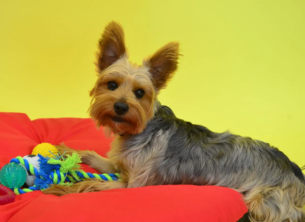 Giocattoli Colorati per Cani Piccoli Giocattoli per cani piccoli in vari colori