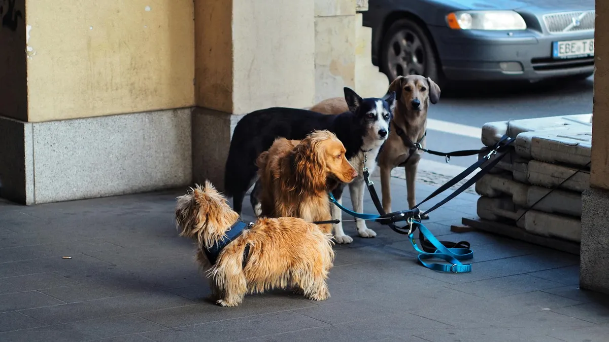 Pulizia Accessori per Cani Guinzaglio e collare per cani puliti con kit di pulizia.