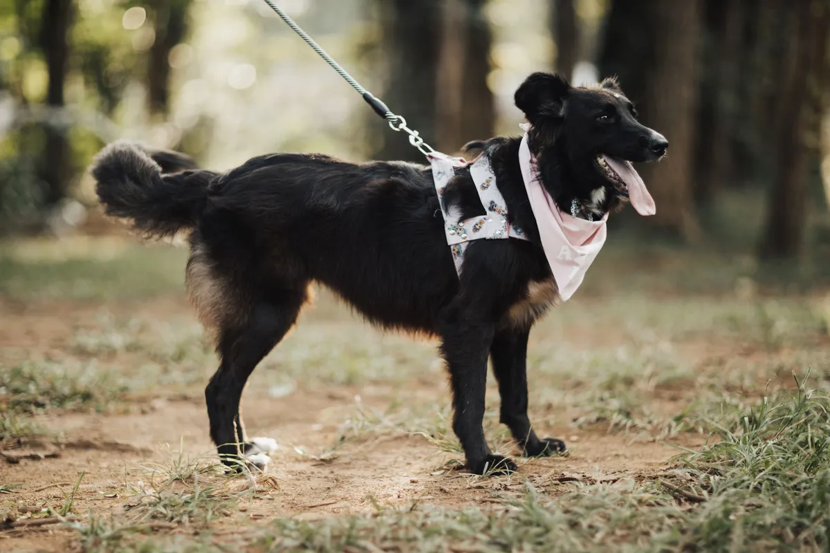 Cane felice con accessori Un cane felice con collare e guinzaglio nel parco.