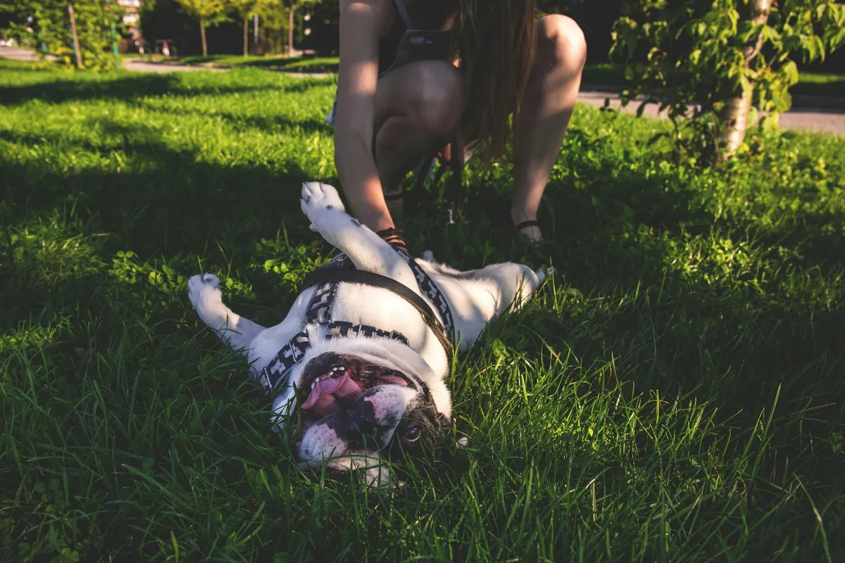 Dog and Owner Bond A dog enjoying playtime with its owner