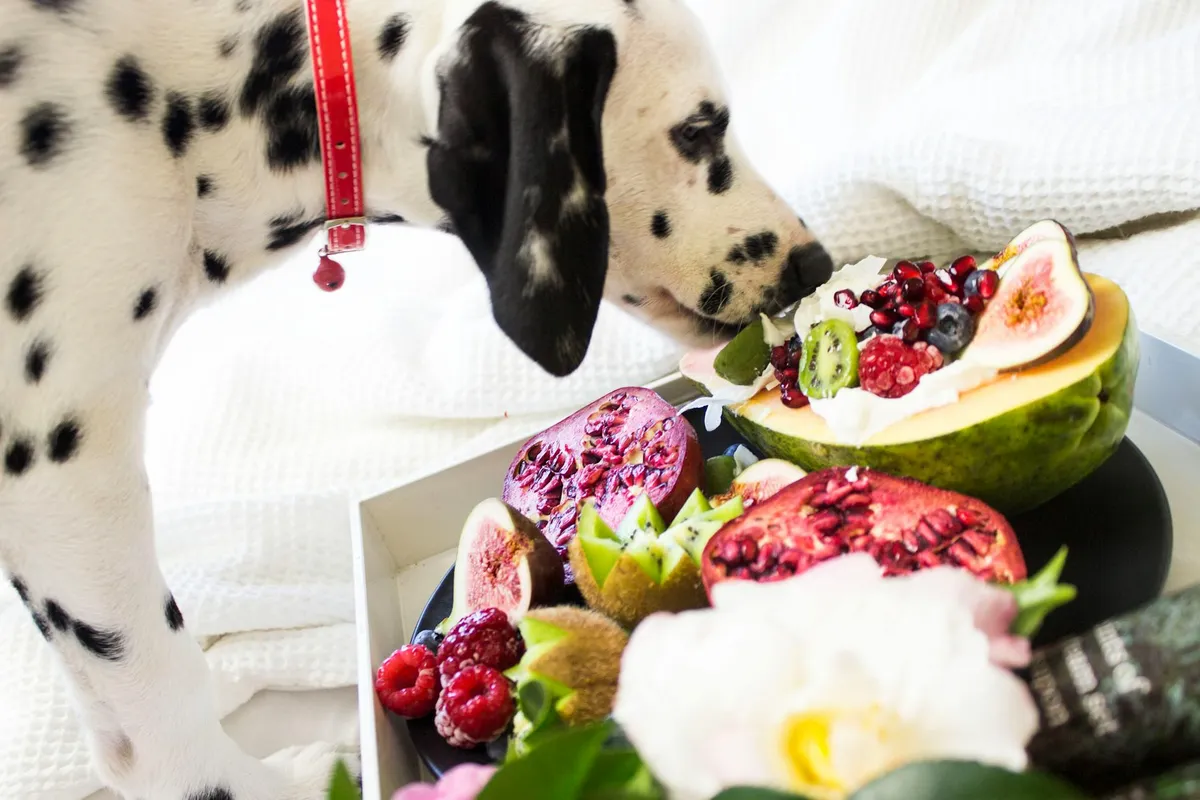 Cane e Cibo Naturale Cane che mangia cibo naturale