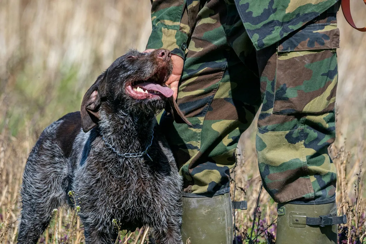 Using Hunting Trumpet in Dog Training Dog trainer using a hunting trumpet