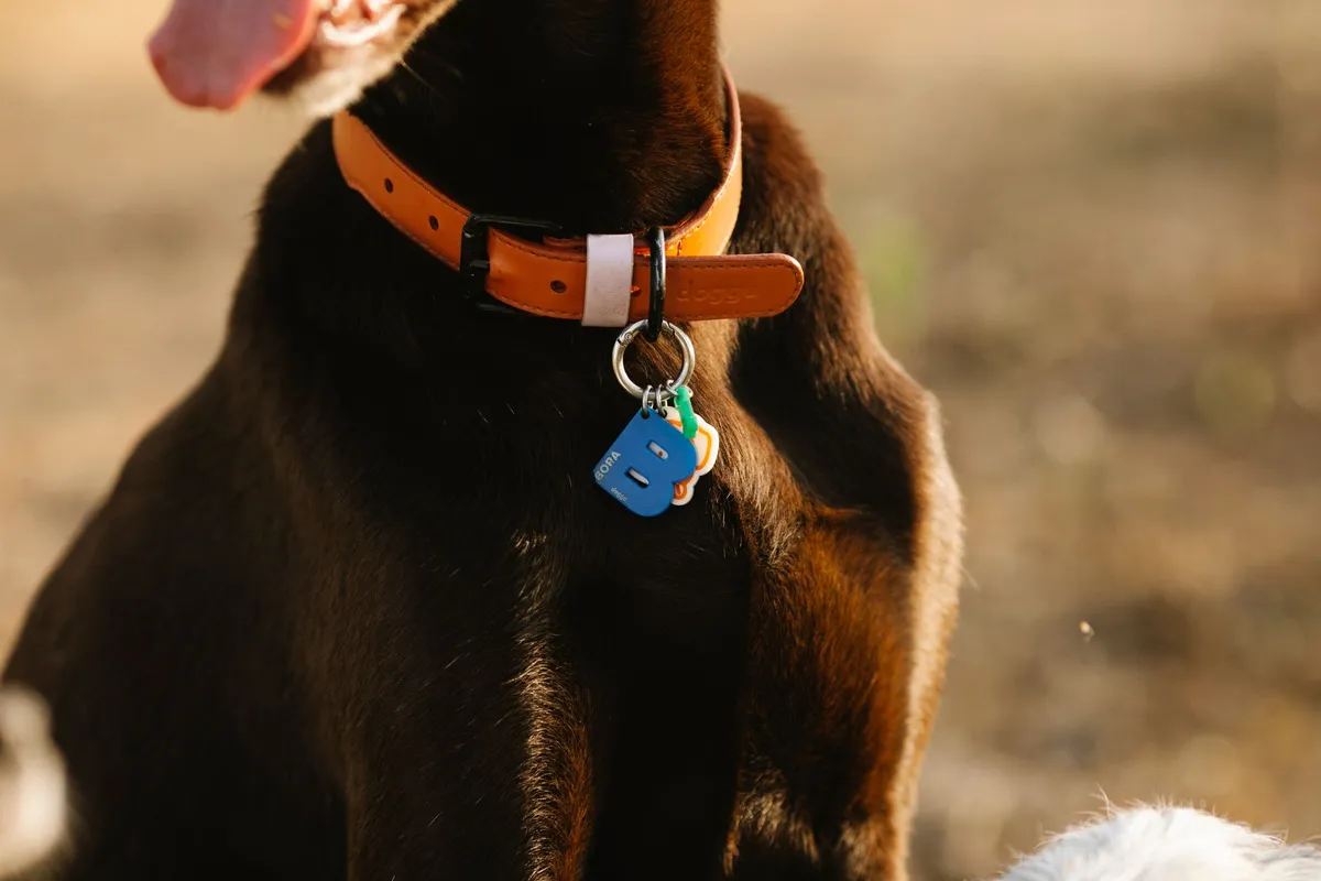 Collare in Cuoio per Cani Collare in cuoio per cani di alta qualità