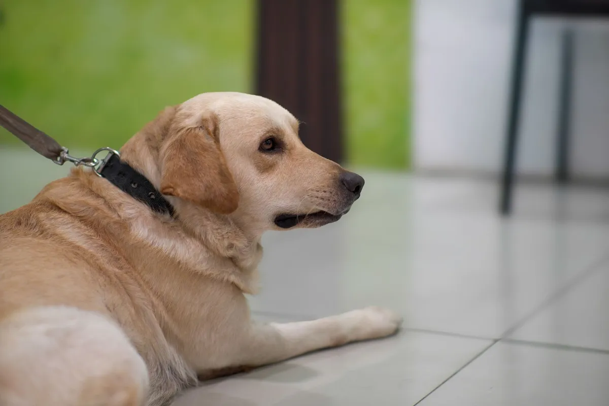 Guinzaglio in Cuoio per Cani Guinzaglio in cuoio per cane di grande taglia