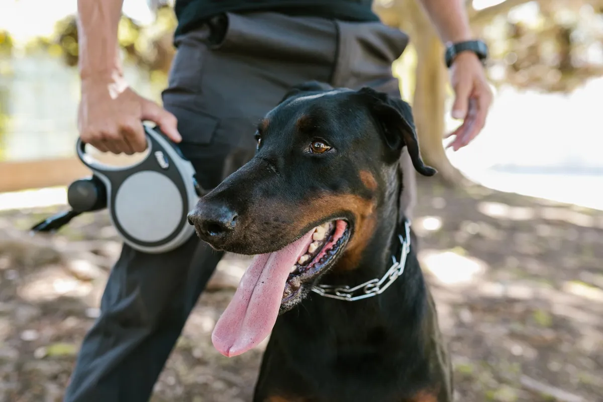 Misurazione del Collare Proprietario misura collare per cane
