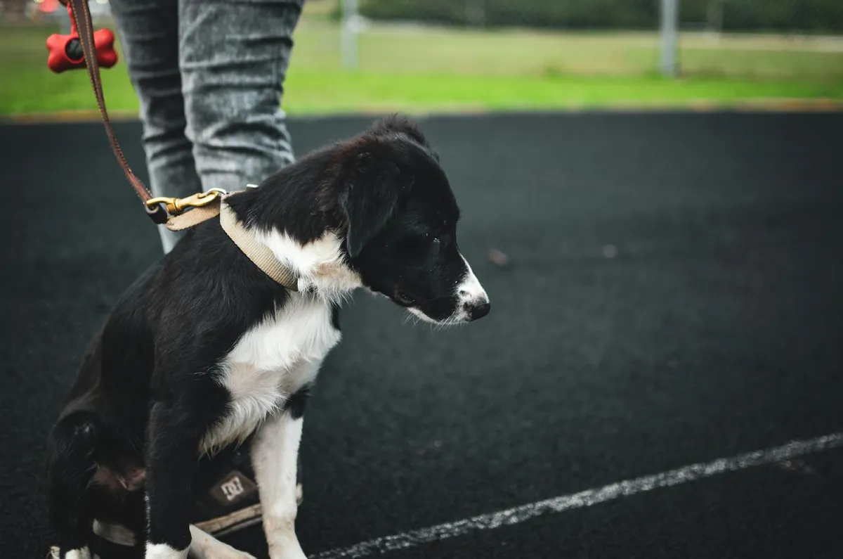 Outdoor Dog Training Dog trainer in action using Biothane leashes