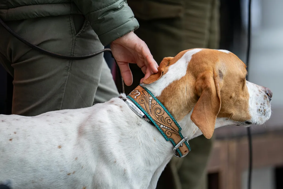 Collare per Cani Personalizzato collare per cani personalizzato in un negozio