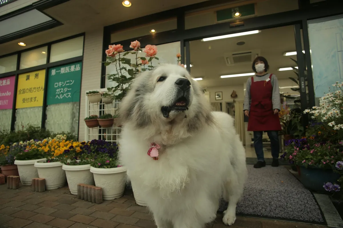 Cibo Umido per Cani Cibi umidi per cani in un negozio di animali