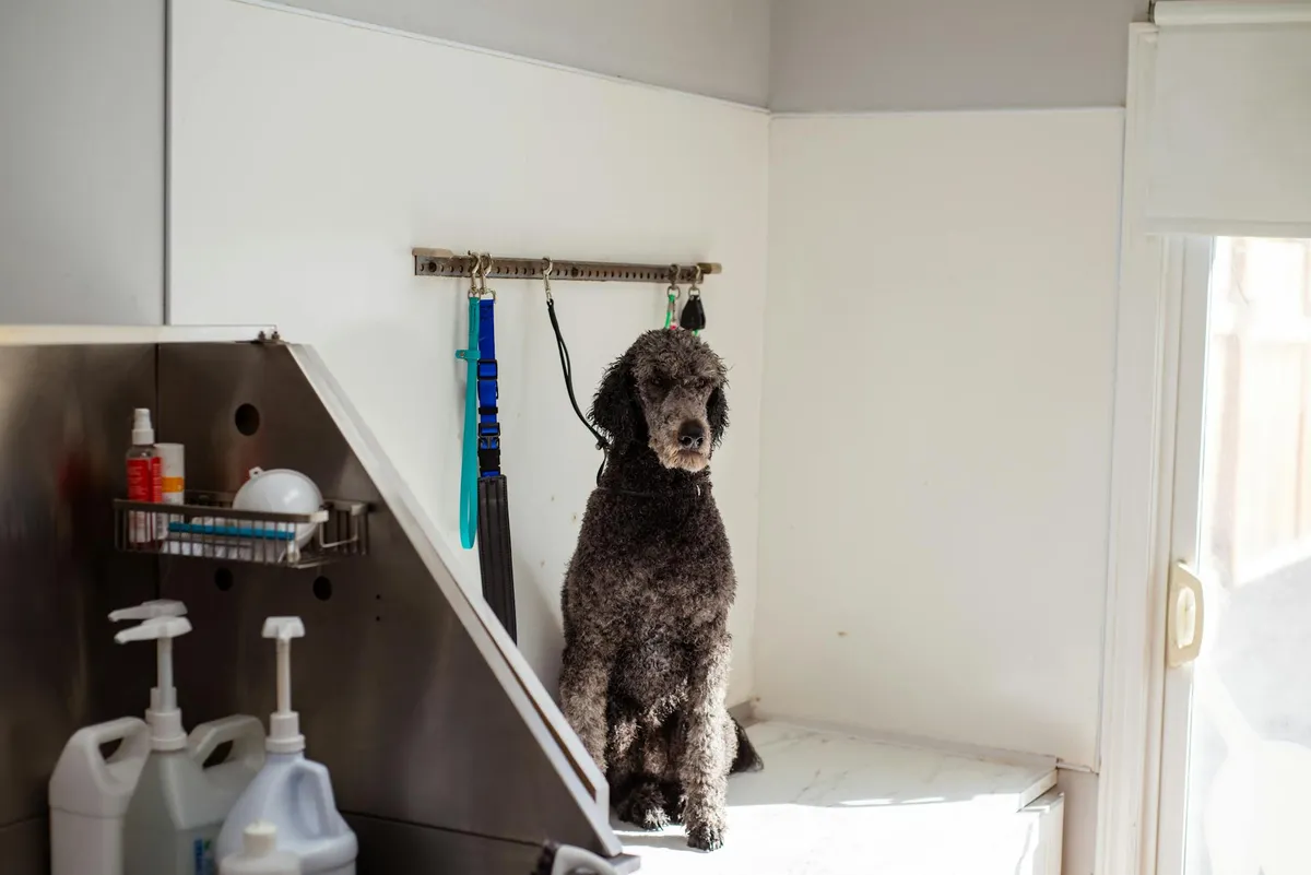 Prodotti per la Cura del Pelo Prodotti per la cura della pelliccia dei cani
