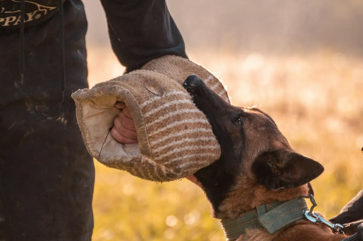 Collare Professionale per Cani cane con collare professionale in un ambiente naturale