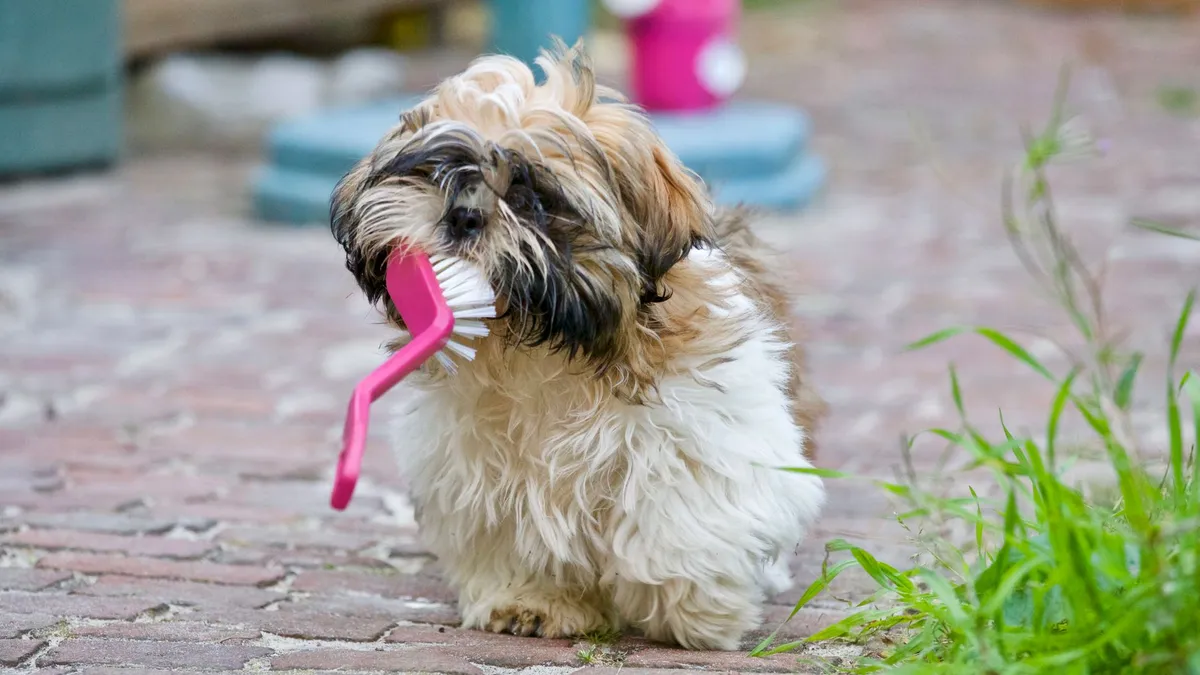 Pulizia Giocattolo per Cani Proprietario che pulisce un giocattolo per cani