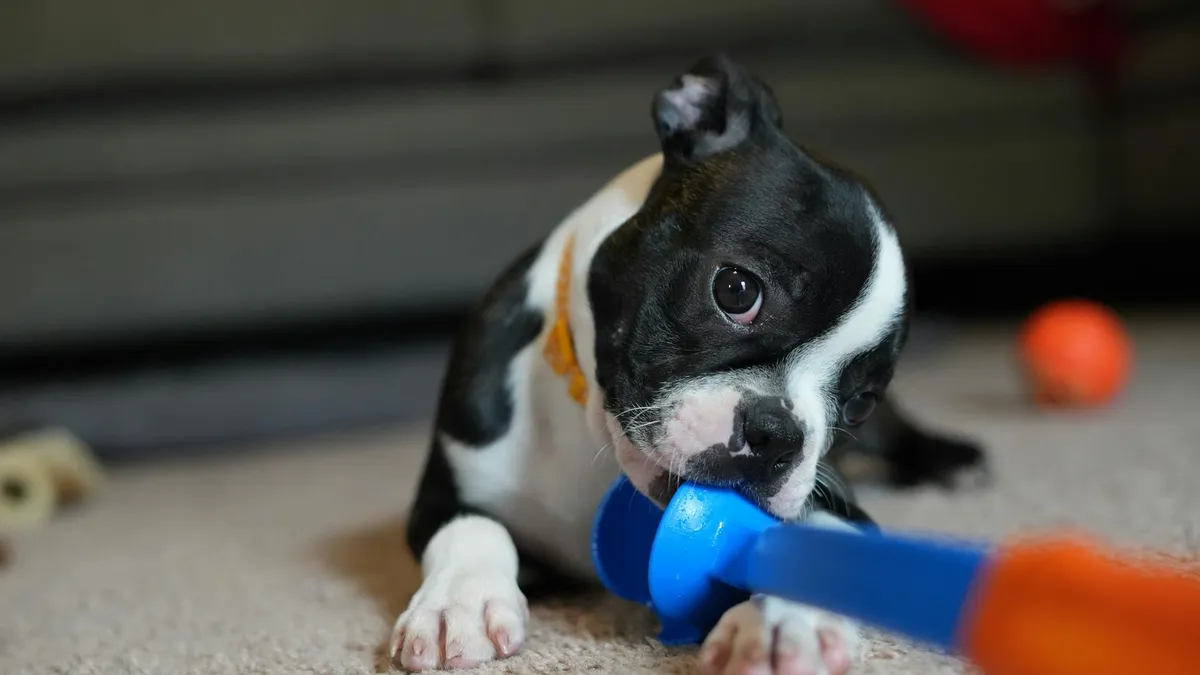 Giocattoli per Addestramento Selezione di giocattoli per addestramento cani