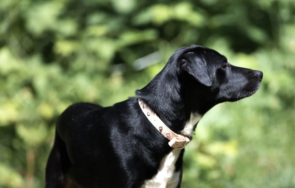 Selezione di Collari di Sicurezza Collari di sicurezza per cani in cuoio e Biothane