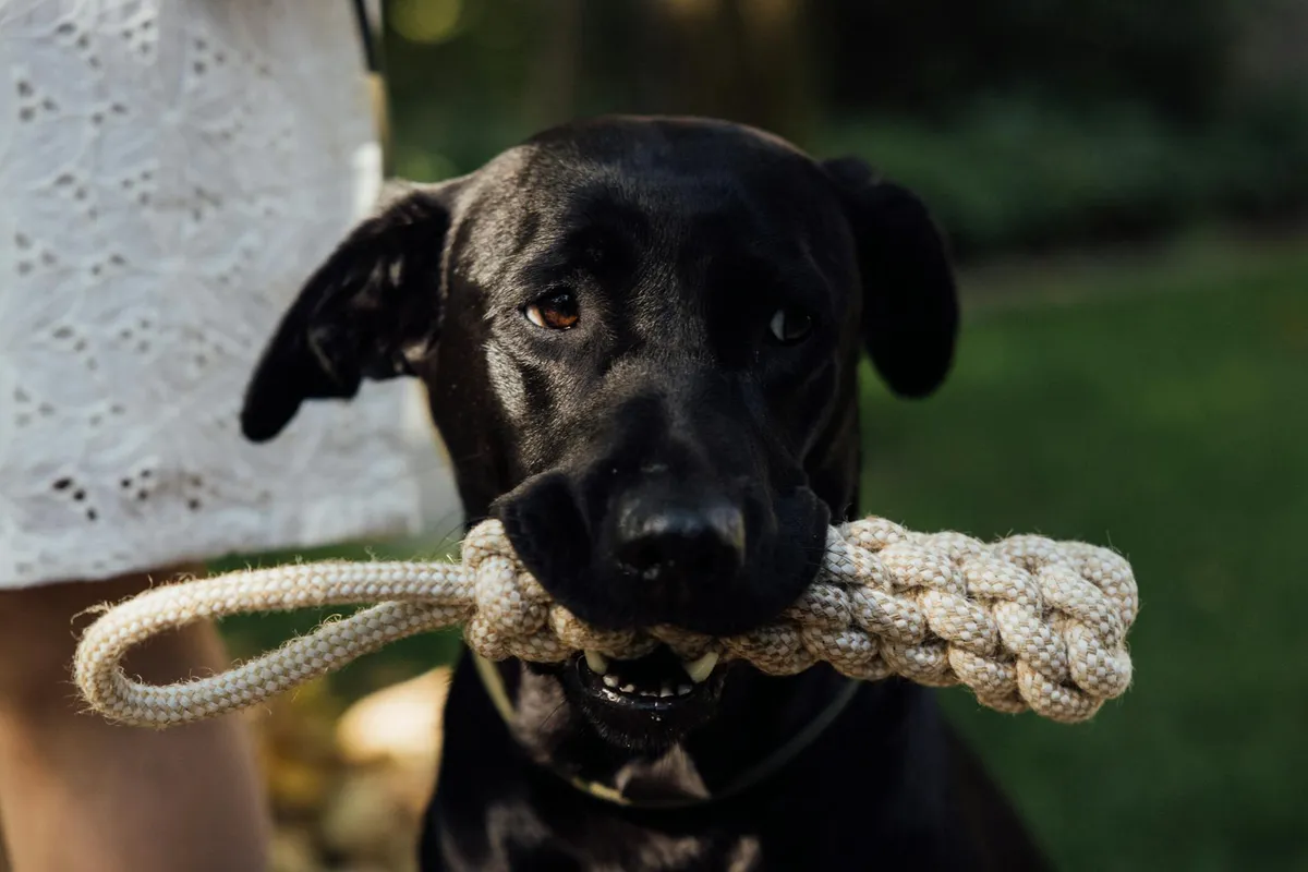 Varietà di giocattoli per cani Selezione di giocattoli per cani