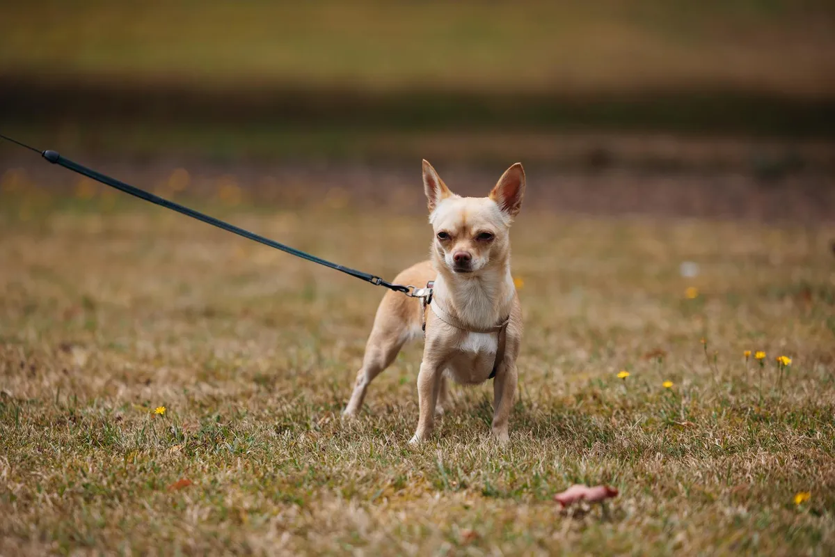 Small Dog Walking on a Lightweight Leash A small dog on a lightweight leash in a park.