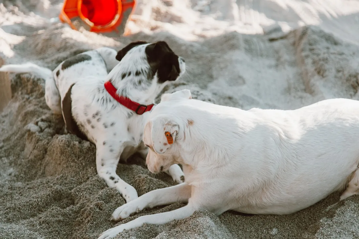 Tipi di Collari per Cani Diverse tipologie di collari per cani
