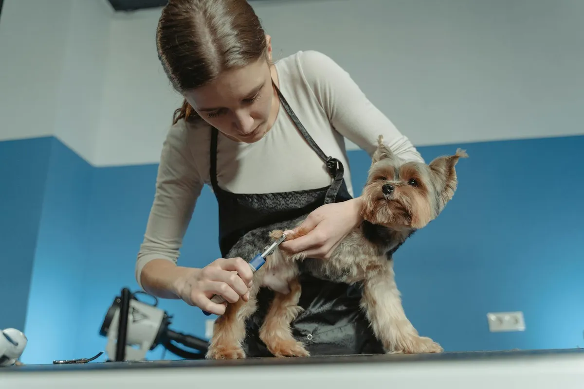Professional Grooming with Moser Groomer using a Moser clipper on a dog