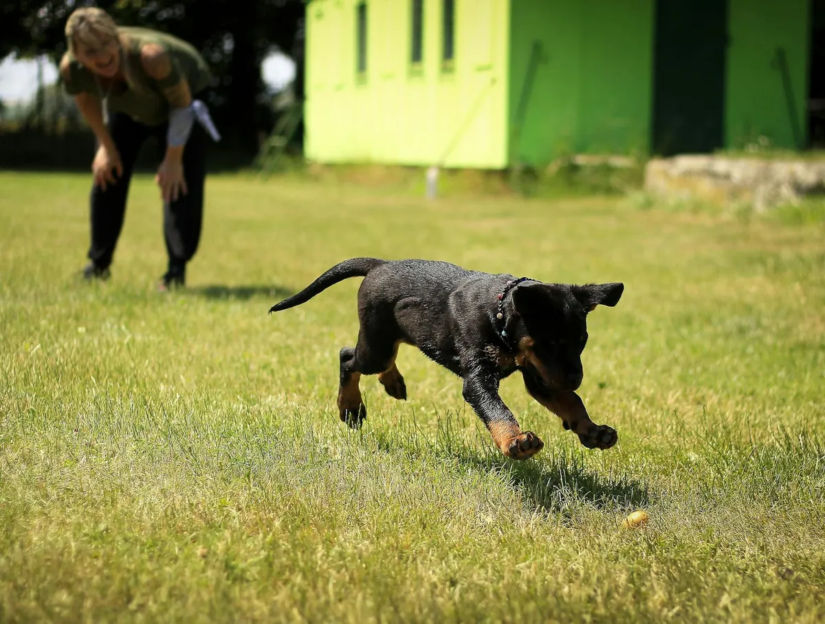 Addestramento del Cane con Trombette Addestratore cinofilo con trombette per cani