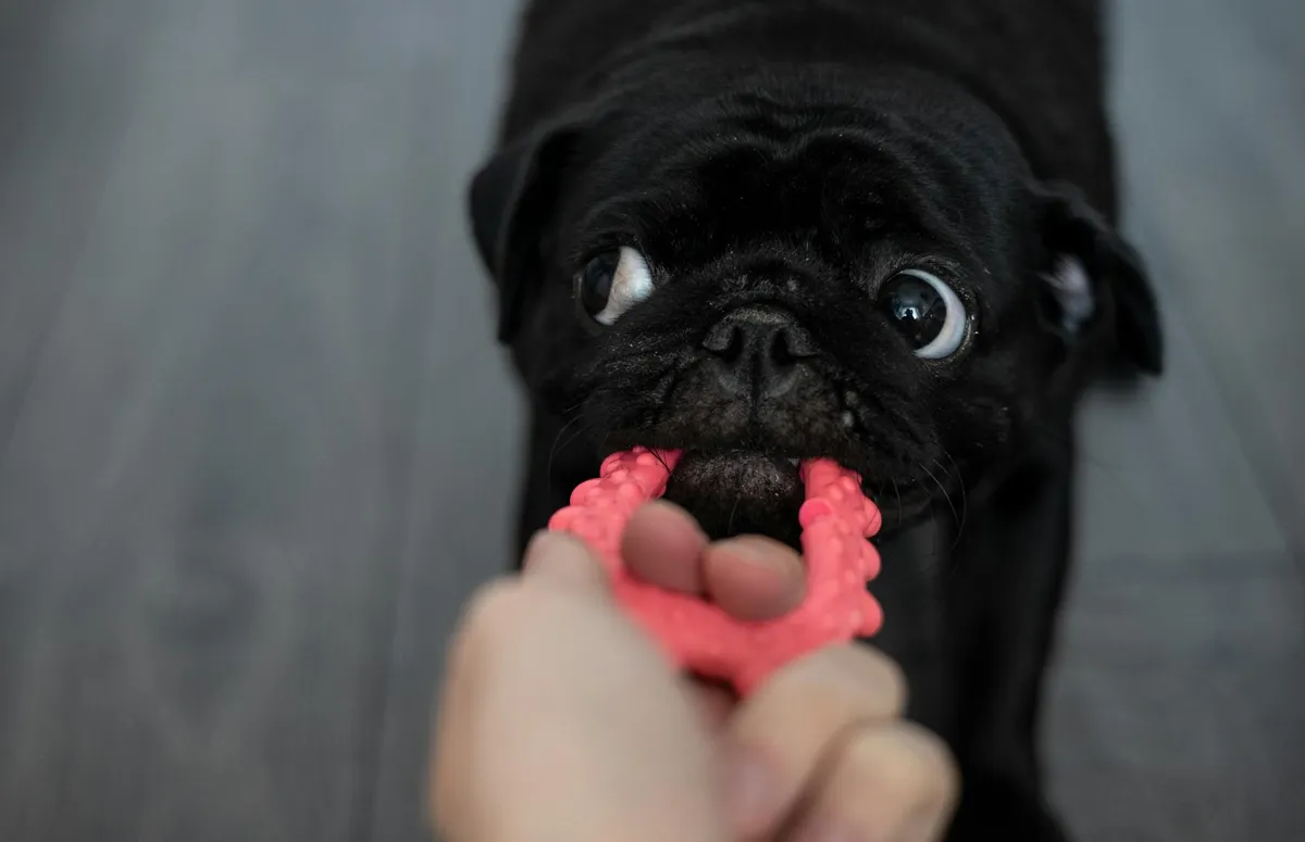 Variety of Dog Toys Varietà di giocattoli per cani su una superficie in legno.